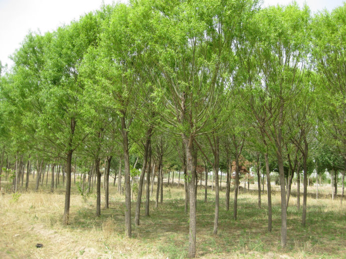 园林公司1.jpg 园林公司1.jpg