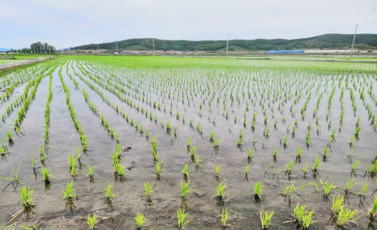 14.农业总公司水稻基地现场_副本.jpg 14.农业总公司水稻基地现场_副本.jpg